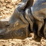 Анализ экстремальных механик слота Great Rhino Deluxe на африканскую тематику