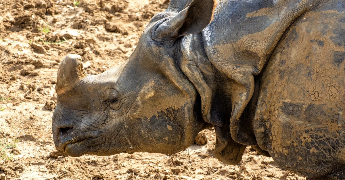 Анализ экстремальных механик слота Great Rhino Deluxe на африканскую тематику