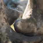 Экстремальные испытания Great Rhino Megaways слот-машины