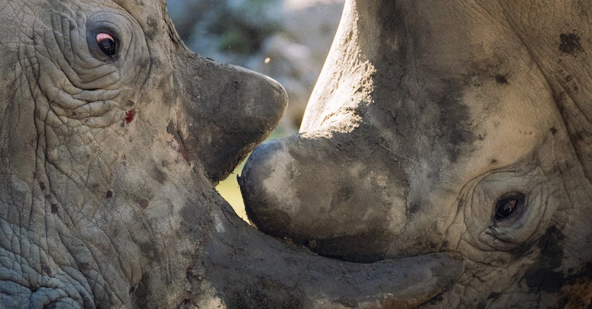 Экстремальные испытания Great Rhino Megaways слот-машины